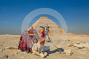 Camel having rest near the Great Step pyramid of Djoser photo
