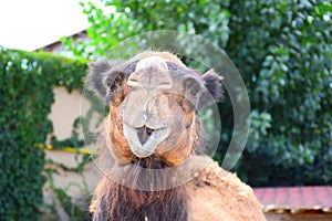 Camel