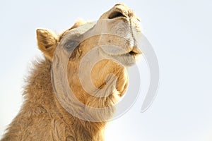 Camel Head 1