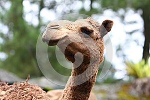 Camel Head