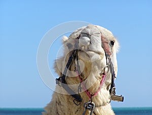 Camel head photo