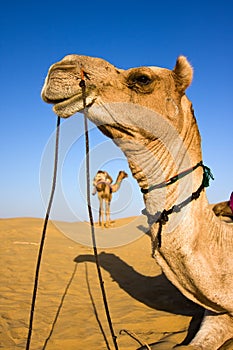 Camel head