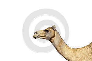 Camel head against white background