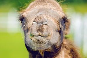 Camel head, Camelus bactrianus