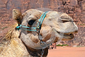 Camel head, close-up, in the background rocks in the desert of Wadi Rum, Jordan