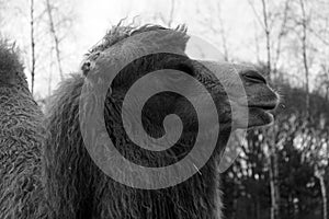 Camel head close up black white