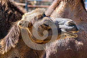 Camel head close-up shot side view