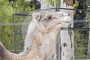 Camel head closeup portrait