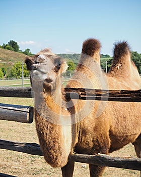 Camel head closeup portrait in farm