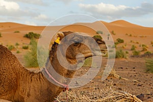 Camel head closeup portrait