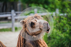 Camel head closeup portrait near the bushes