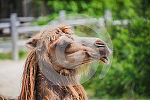 Camel head closeup portrait near the bushes