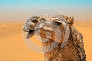Camel head closeup portrait in windy sand dunes desert