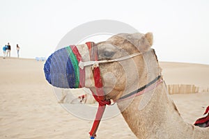 Camel head in the desert