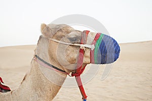 Camel head in the desert