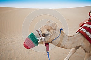 Camel head in the desert