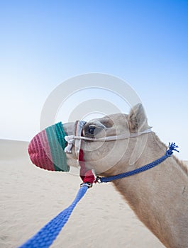 Camel head in the desert