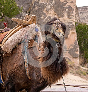 Camel. The head is large.