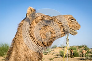 Camel head with a leash in close up view at the Thar desert, Rajasthan, India