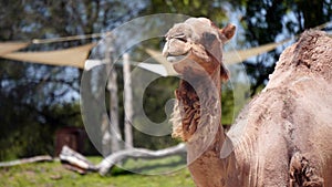 Camel head, looking to the camera