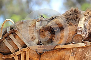 Camel head