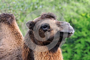 Camel head on nature background