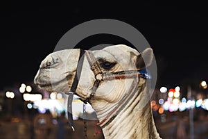 Camel head at night in Egypt