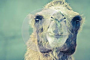 Camel head portrait closeup view