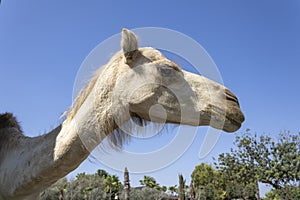 Camel head, profile view