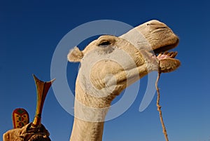 Camel head with saddle