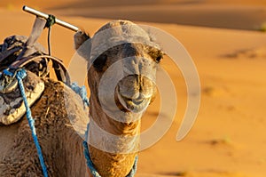 Camel head in the Sahara desert in Merzouga. Morocco