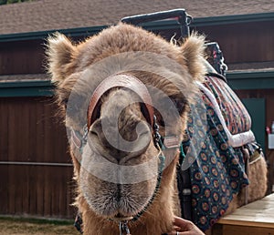 Camel Head Shot