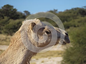 Camel head