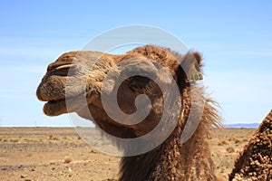 Camel Head