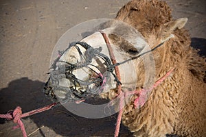 Camel head tied to transport in the desert photo