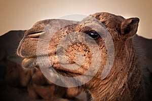 Camel head. Travel through the desert