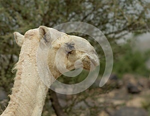 Camel Head with Tree Blurred in Background