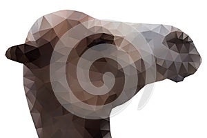 Camel Head, Vector Illustration