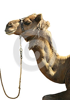 Camel head on white