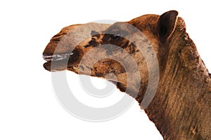 Camel head on white background
