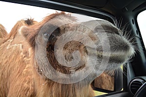 Camel head in window photo