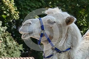 Camel head in zoo with blue bridle