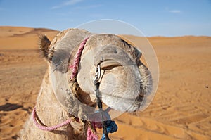 Camel headshot