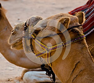 Camel headshot