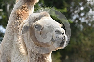 Camel headshot