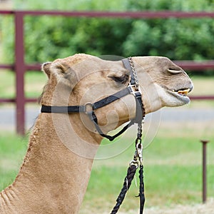 Camel Headshot