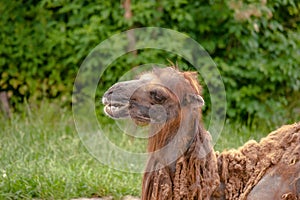 Camel headshot