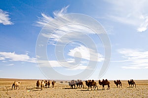 Camel heard