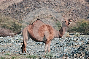 The camel in Hejaz Mountains, Makkah Province, Saudi Arabia