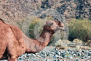 The camel in Hejaz Mountains, Makkah Province, Saudi Arabia
